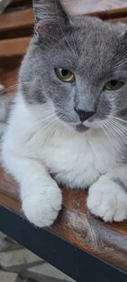 Мои Питомцы 