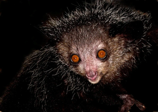 Очень странные животные 