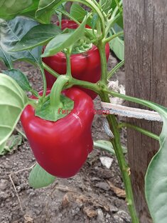 Сад и огород