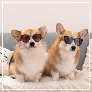 АКСЕССУАРЫ для собак и кошек