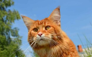 Animals___Cats_Red_Cat_Maine_Coon_in_nature_044946_18.jpg