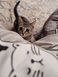 Подкидыш Муля