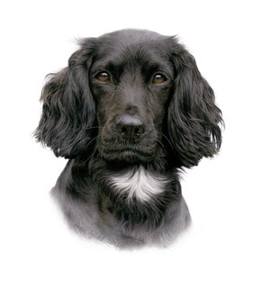 Художники-анималисты