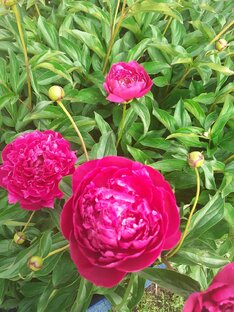 Окружающий мир