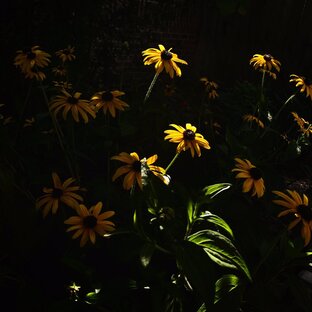 Чистки и другие добрые обряды