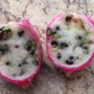 Лесные кактусы🌷Эпифиллумы🌷Комнатные растения