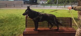 Люцифер на вечерней прогулке. 