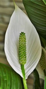 Спатифиллумы 