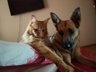 Сури и Арчи