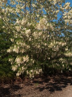 Пчелы на  Белую  Акацию 