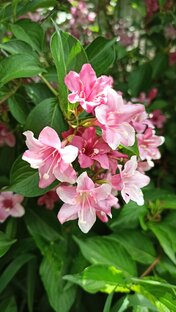 🌼ЦВЕТЫ🌼Мастер классы
