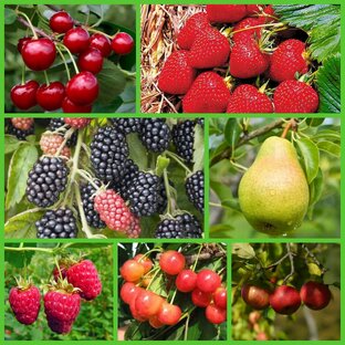 Плодово-ягодные культуры