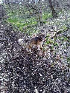 Почтальоны и не только они