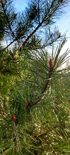 Свободная тема.