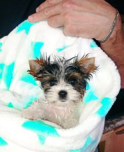 Щенки Бивер