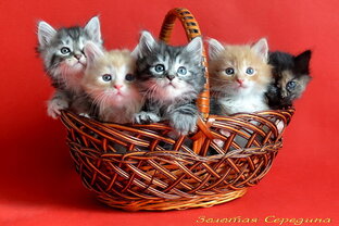 Загрустили? Примите курбобские антидепрессанты