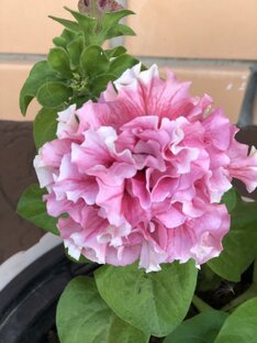 Народные рецепты