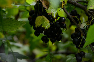 Моя последняя любовь 