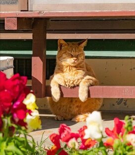 Дачные шутки