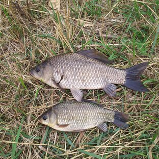 Рыбацкая удача /Ловля карася на поплавок.