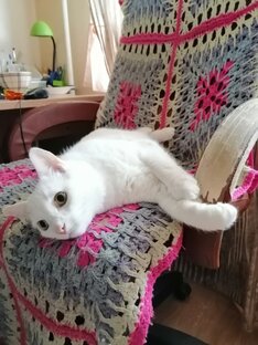 Животные, природа, растения