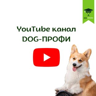 Смотри видео DOG-ПРОФИ