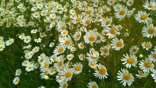 Красивая природа