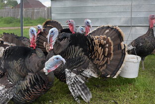 Индюшиные истории