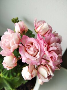 Пеларгонии