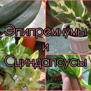 Эпипремнумы и Сциндапсусы🌱Комнатные растения