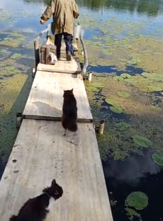Коты на рыбалке