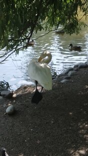 Разные животные и птицы