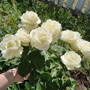 Во саду ли, в огороде
