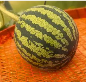 Арбузы🍉 и Дыни🍈 на плёнке и теплице