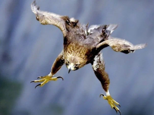 Владимир Силенков