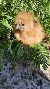 Куроведение