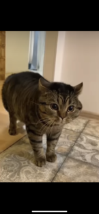 Михаил-болтун