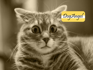 Кошкино творчество