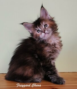 Про наших кошек 