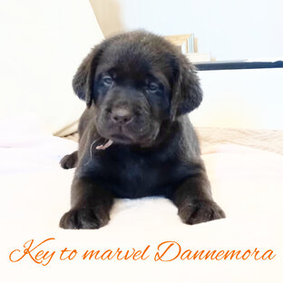 к резервированию предлагаются высокопородные щенки Лабрадора 