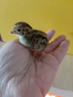 О перепелах