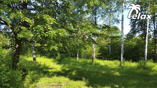 🌳 Звуки Леса