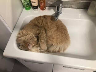 Котик ПЕРСИК