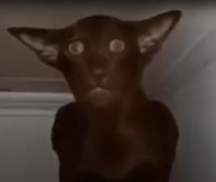 Топы! топ топ топ (топаю)