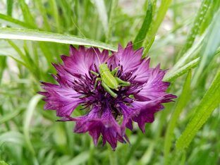 Любимая "зелёнка"