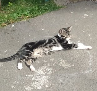 Красивый мраморный котик ищет дом!