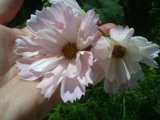 Старые знакомые в новом цвете