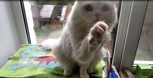 Дрессировка Бусинки