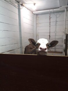 Мои животные