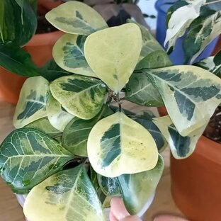 Фикусы🌷Комнатные растения